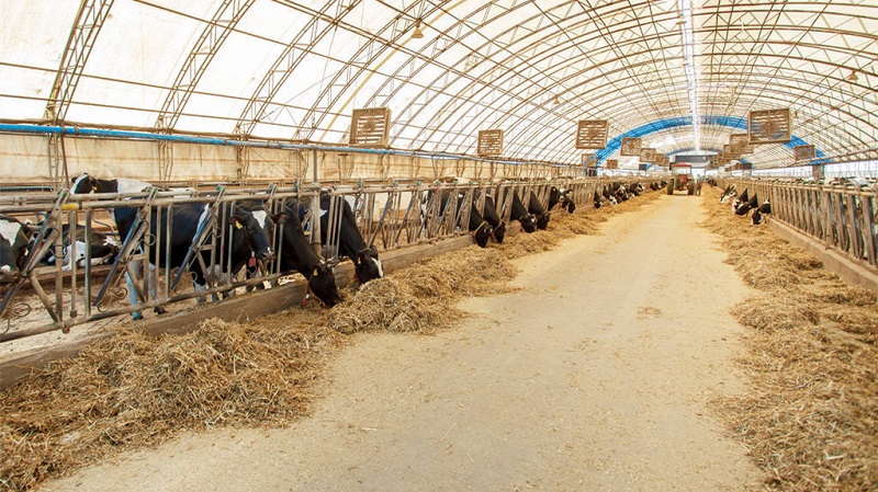 ▲反芻動物飼料應(yīng)用