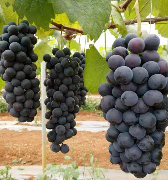 巨峰葡萄批发