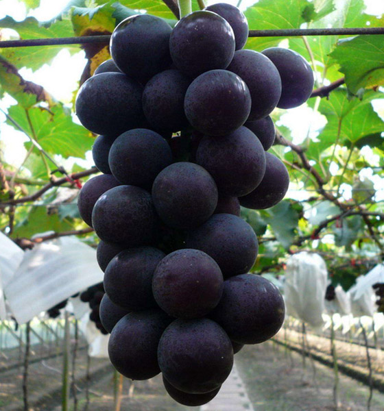 葡萄
