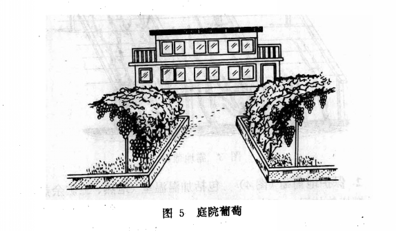 庭院葡萄