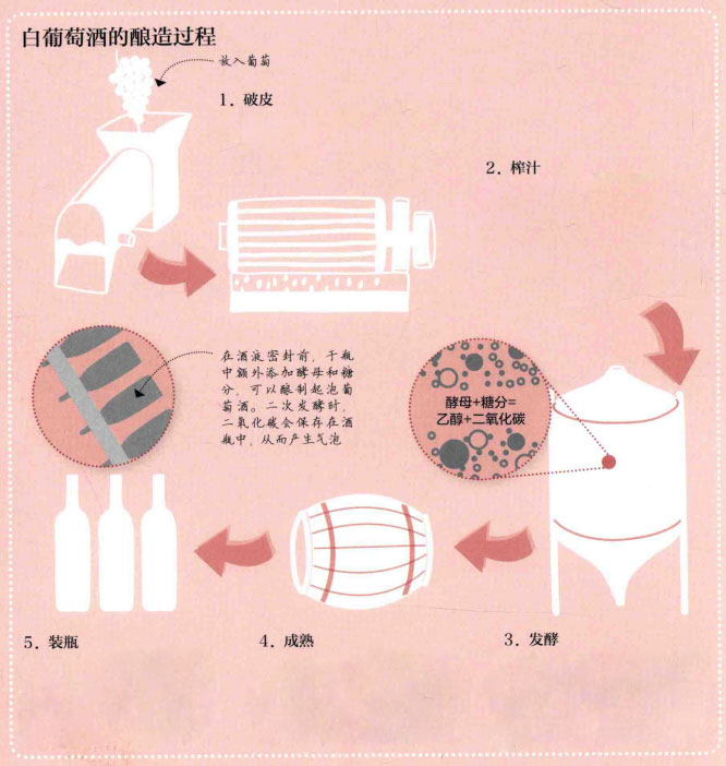 葡萄酿酒过程 葡萄酿酒过程