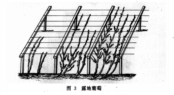 露地葡萄