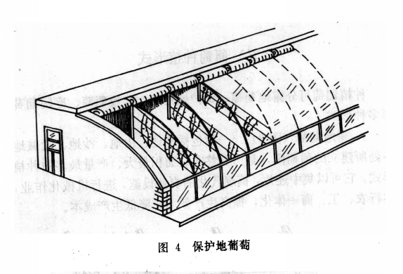 保护地葡萄