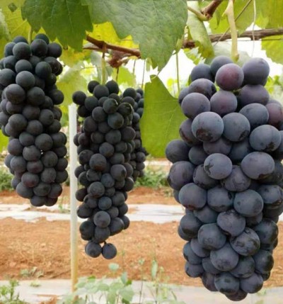 葡萄种植