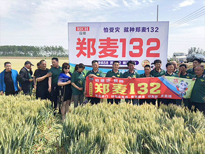 农科院小麦