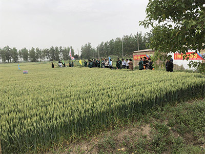 郑麦9188
