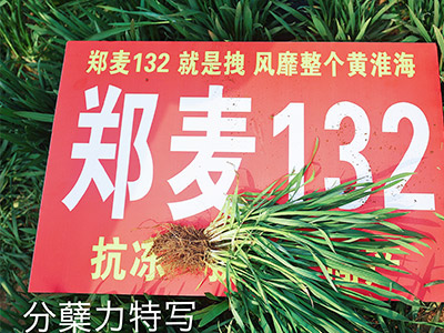 郑麦系列小麦