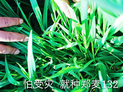 春小麦种子