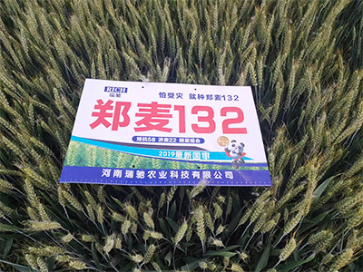 郑麦132