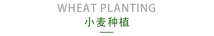 小麦种植.jpg