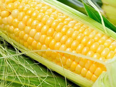 玉米种子