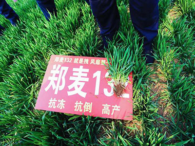 郑麦小麦