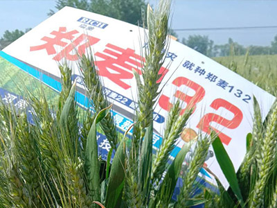 抗倒伏小麦麦种