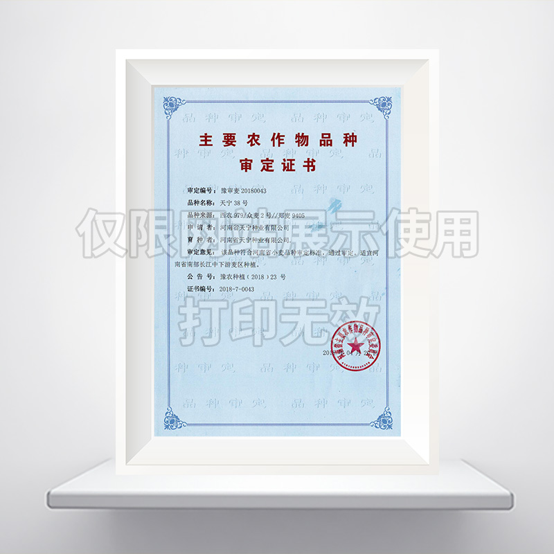 天宁38号小麦品种审定证书