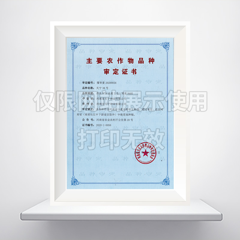 天宁38号小麦品种审定证书
