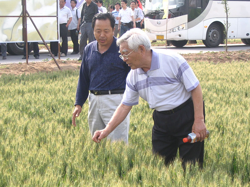 董事长乔占新和河南科技学院小麦栽培专家杨永光观看示范田众麦二号（2010年）
