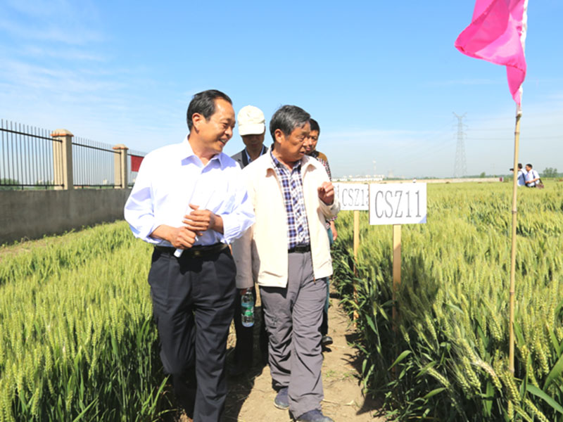 董事长乔占新和中国工程院院士小麦专家赵振东观看国审小麦华成3366