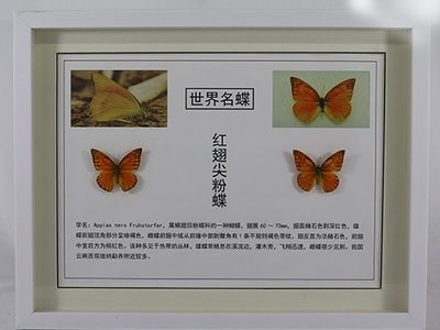 红翅尖粉蝶标本