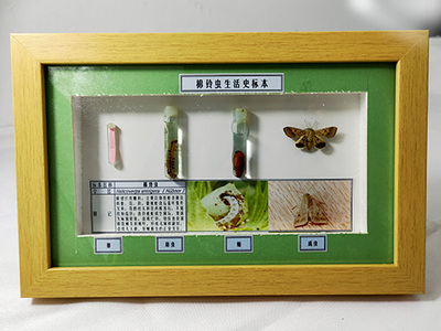 昆虫生活史标本
