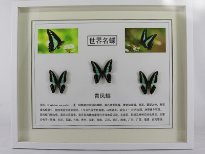青凤蝶标本