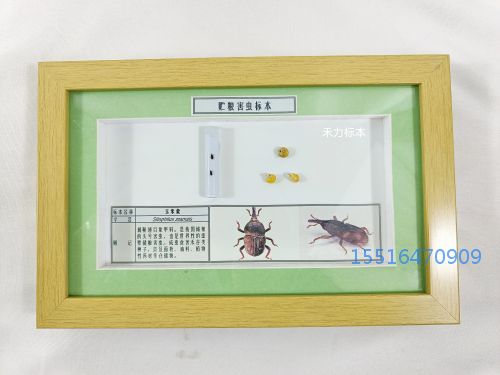 玉米象标本.jpg