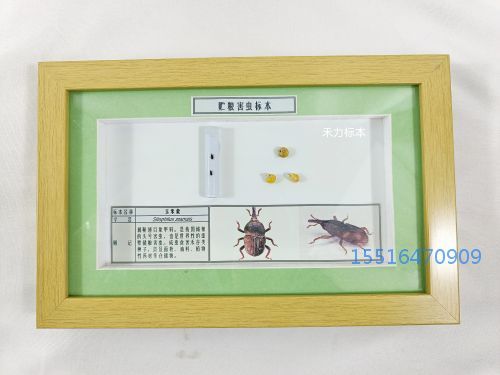 农业害虫标本玉米象虫标本