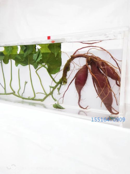 红薯浸制标本实验标本
