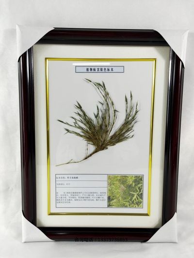 植物病害原色标本竹子从叶病标本教学标本