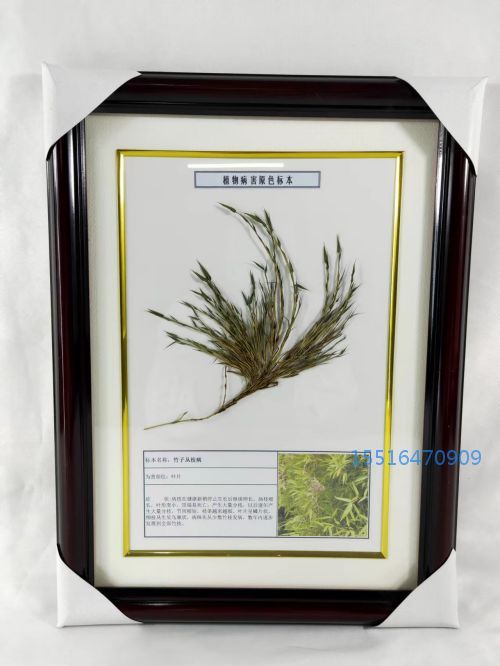植物病害从叶病标本竹子.jpg