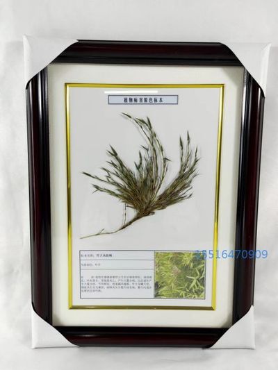 植物病害标本竹子从叶病标本