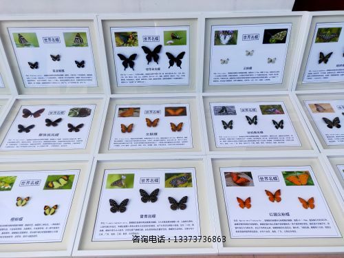蝴蝶标本世界名蝶标本教学标本