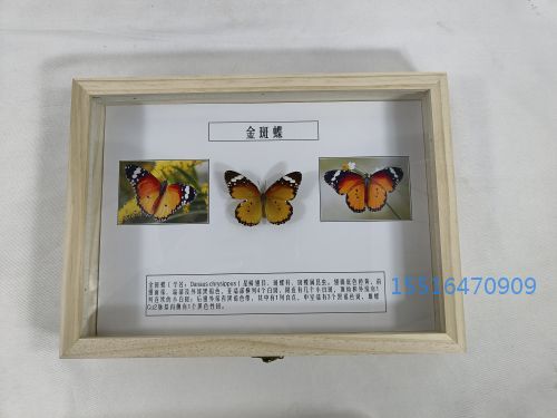 金斑蝶标本_(4).jpg