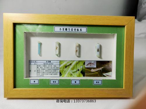 农业害虫生活史标本小菜蛾标本教学标本