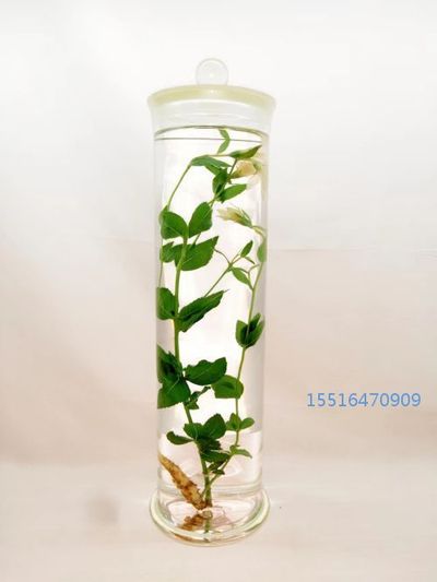 植物浸制标本桔梗标本实验标本