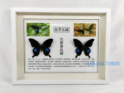 蝴蝶展示标本巴黎翠凤蝶