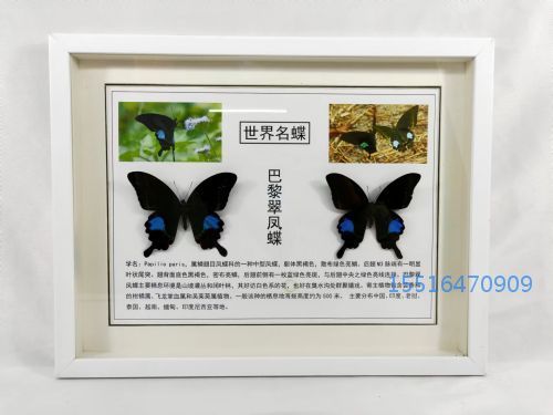 蝴蝶展示标本巴黎翠凤蝶