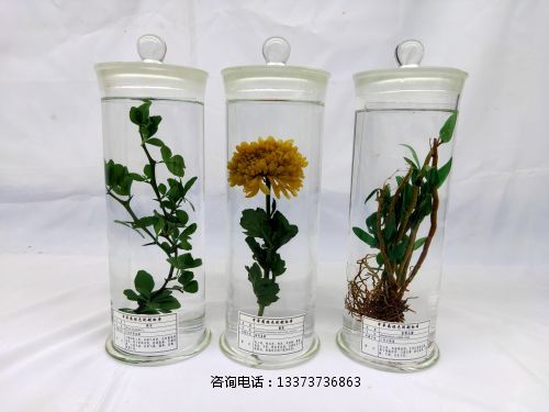 ******浸制标本枳实_菊花_金钗石斛.jpg