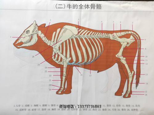骨骼挂图牛.jpg