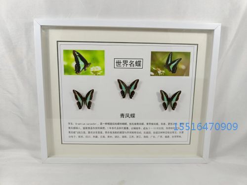 青凤蝶标本.jpg