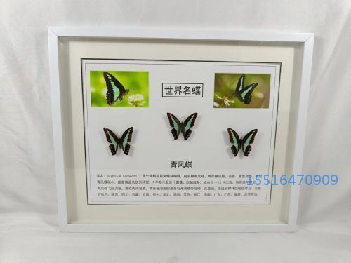 蝴蝶标本青凤蝶标本实验标本