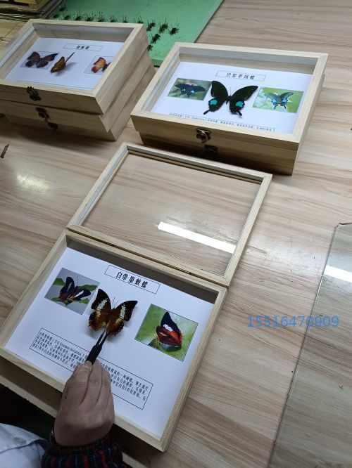 白带螯蛱蝶标本.jpg