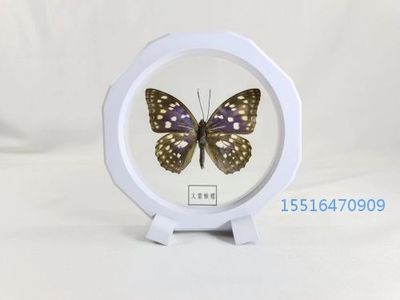蝴蝶大紫蛱蝶标本教学标本