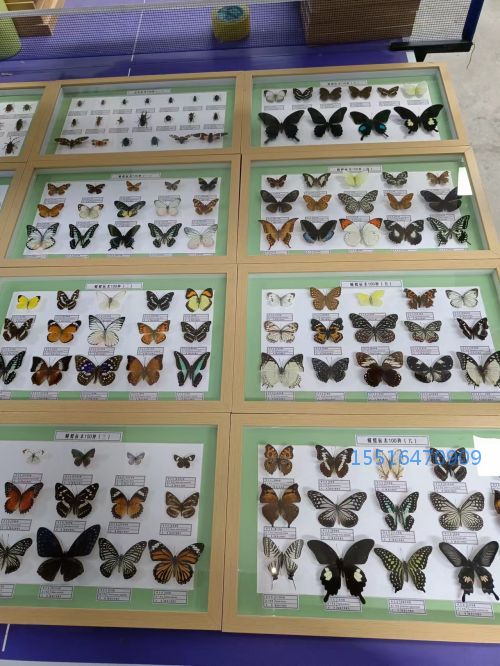 蝴蝶标本_(2).jpg