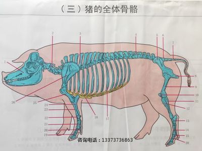 教学挂图猪骨骼挂图