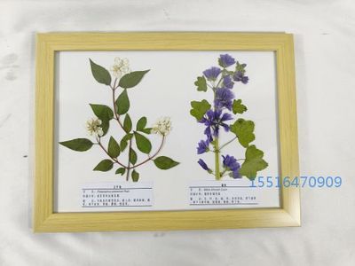 植物腊叶标本锦葵 太平花标本实验标本