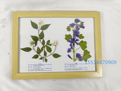 植物腊叶标本锦葵 太平花标本实验标本
