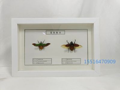 昆虫标本金龟子标本实验标本