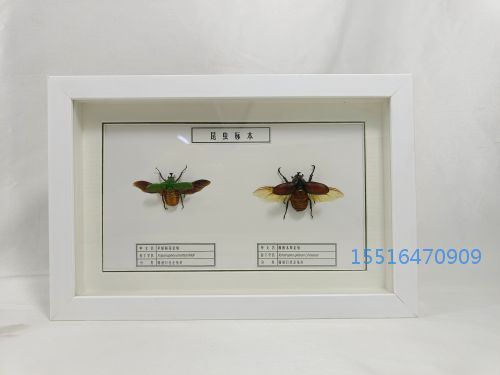 昆虫标本金龟子标本实验标本