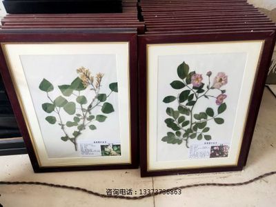 植物腊叶标本欧丁香 蔷薇标本教学标本