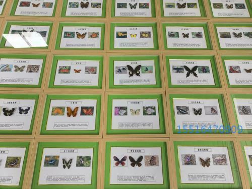 蝴蝶标本展览标本